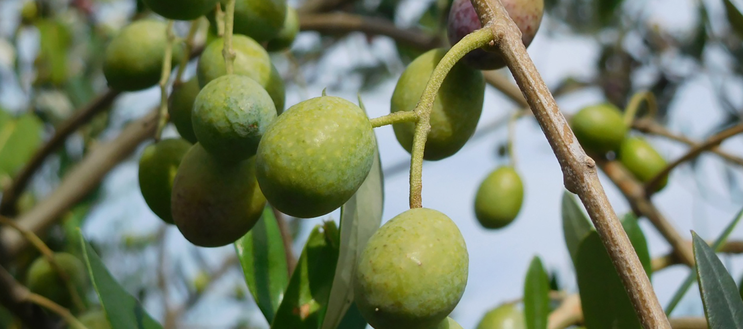 高尾農園のオリーブ畑